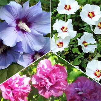 Super-ofertă! Set de ”Hibiscus florile verii” de 3 soiuri imagine 1