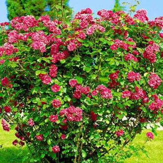 Trandafir de dulceață (Rosa rugosa) Hansa imagine 1