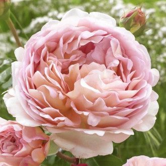 Trandafir floribunda Abraham Darby imagine 5