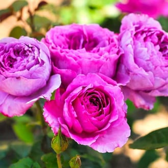 Trandafir floribunda Adore Aroma imagine 1