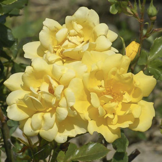 Trandafir floribunda Allgold imagine 5