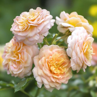 Trandafir floribunda Apricot imagine 1