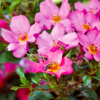 Trandafir floribunda Barbi Mella imagine 4