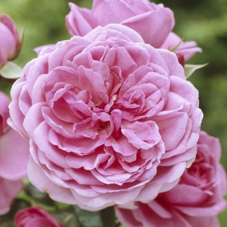 Trandafir floribunda Berleburg ®, С5 imagine 3