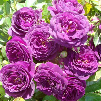 Trandafir floribunda Blue & Violet imagine 3