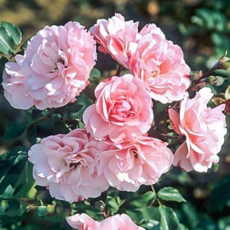 Trandafiri floribunda Bonica imagine 3