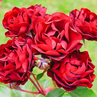 Trandafir floribunda Bordo imagine 6