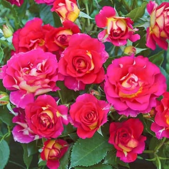 Trandafir floribunda Brera® imagine 5