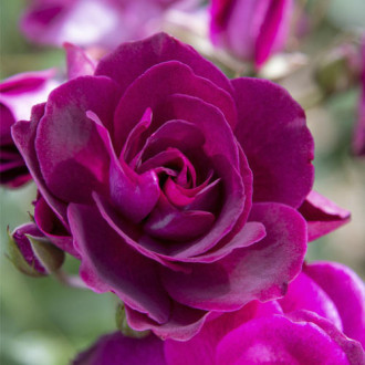 Trandafir floribunda Burgundy Iceberg®, C5 imagine 1