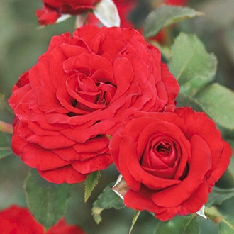 Trandafir floribunda Carmine™ Vaza ®, С3 imagine 4