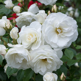 Trandafir floribunda Crystal Mella imagine 6