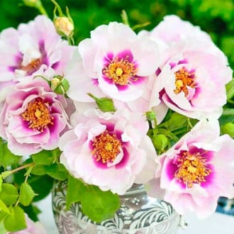 Trandafir floribunda Eyes for You® imagine 3