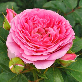 Trandafir floribunda Frayla Mileva imagine 1