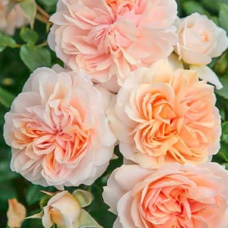 Trandafir floribunda Garden of Roses imagine 6