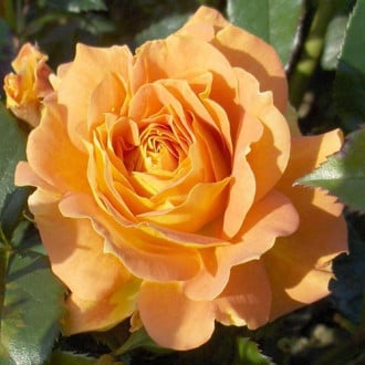 Trandafir floribunda Goldelse imagine 4