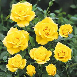 Trandafir floribunda Golden Wedding imagine 6