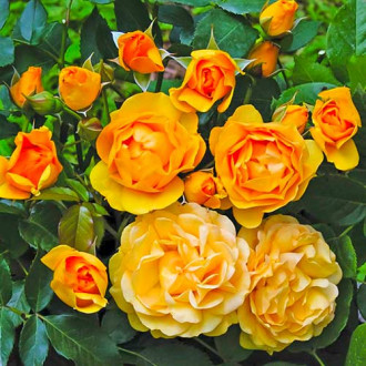 Trandafir floribunda Julia Child® imagine 1