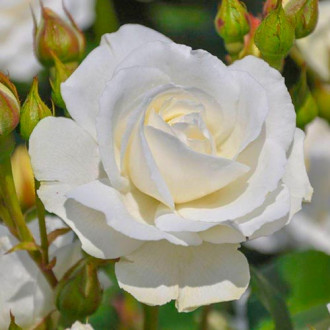 Trandafir floribunda Kristall Perle imagine 5
