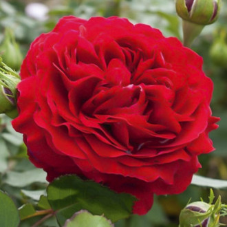 Trandafir floribunda Kronborg imagine 3