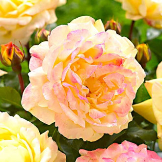 Trandafir floribunda Lampion imagine 5