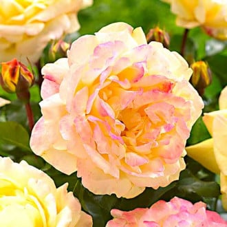 Trandafir floribunda Lampion imagine 2