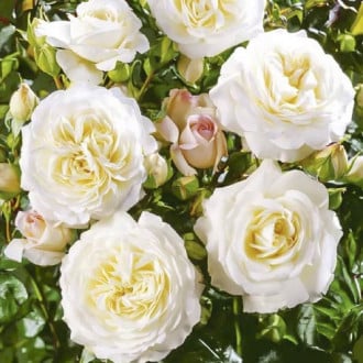 Trandafir floribunda Ledreborg imagine 1