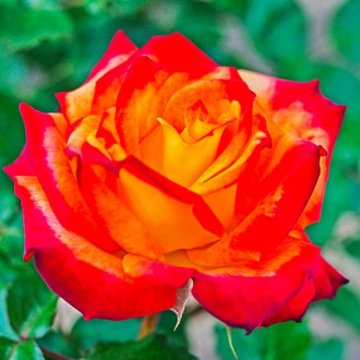 Trandafir floribunda Mein Munchen imagine 5