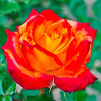 Trandafir floribunda Mein Munchen imagine 4
