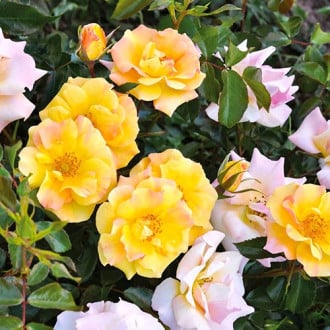Trandafir floribunda Mella Melitte imagine 4