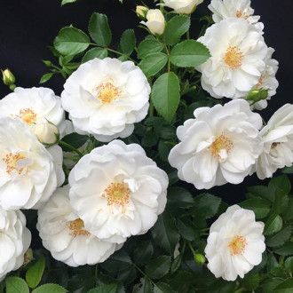 Trandafir floribunda Milly Winter Jewel imagine 4