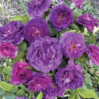 Trandafir floribunda Minerva®, C5 imagine 5