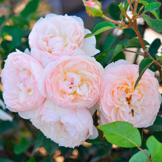 Trandafir floribunda Natural Aroma imagine 6