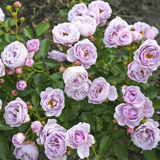 Trandafir floribunda Nautica®, C5 imagine 1