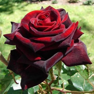 Trandafir floribunda Negro imagine 5