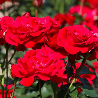 Trandafir floribunda Nina imagine 6