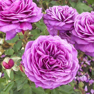 Trandafir floribunda Old Port imagine 3