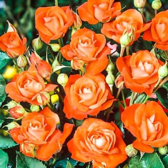 Trandafir floribunda Orange Sensation imagine 6