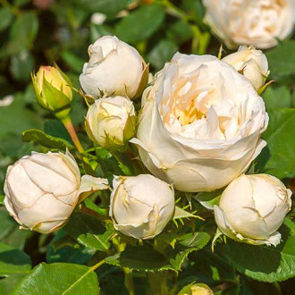 Trandafir floribunda Pearl Vaza imagine 5