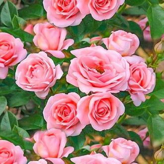 Trandafir floribunda Perfume Fashion imagine 6