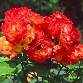 Trandafir floribunda Pigalle 85 imagine 3