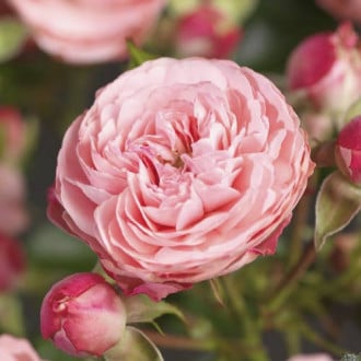 Trandafir floribunda Pink Meilove ®, С5 imagine 1