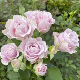 Trandafir floribunda Pink Ruf, С5 imagine 6