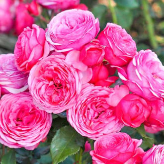 Trandafir floribunda Pink Vaza imagine 2
