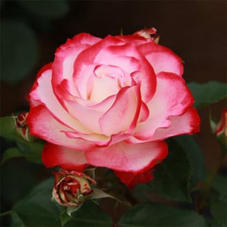 Trandafir floribunda Prince De Monaco imagine 4