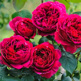 Trandafir floribunda Pure Aroma imagine 6
