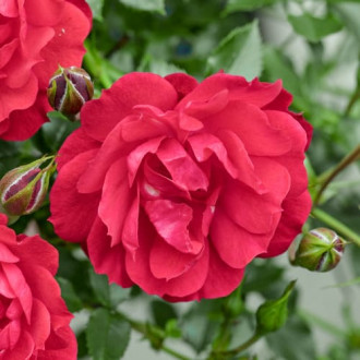 Trandafir floribunda Raspberry Royale®, C3 imagine 3