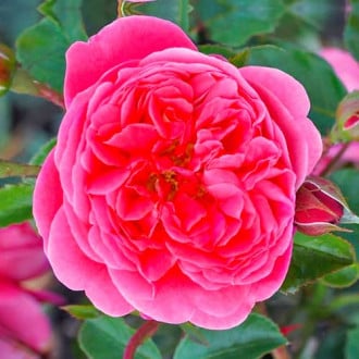 Trandafir floribunda Raspberry imagine 3