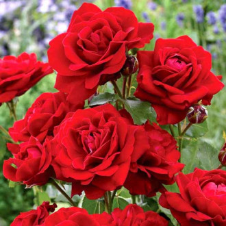 Trandafir floribunda Red Diadem imagine 1