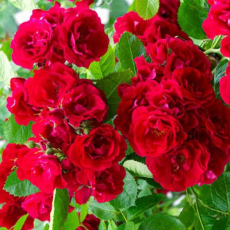 Trandafir floribunda Red Fairy imagine 3