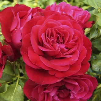 Trandafir floribunda Red Meilove ®, С3 imagine 3